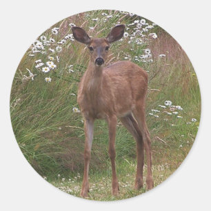 Deer Fawn Sticker