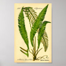 Deer Fern (Blechnum spicant)