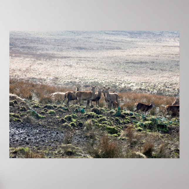 Deer grazing Lyme Park Postcard Poster (Front)