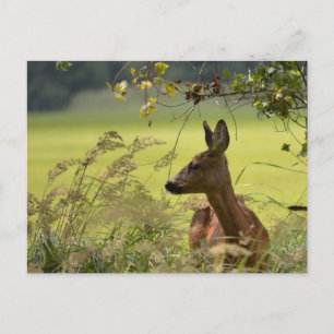 Deer Greetings Postcard