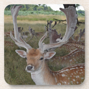 Deer hard up close plastic coasters