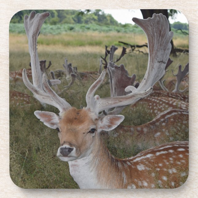 Deer hard up close plastic coasters (Front)