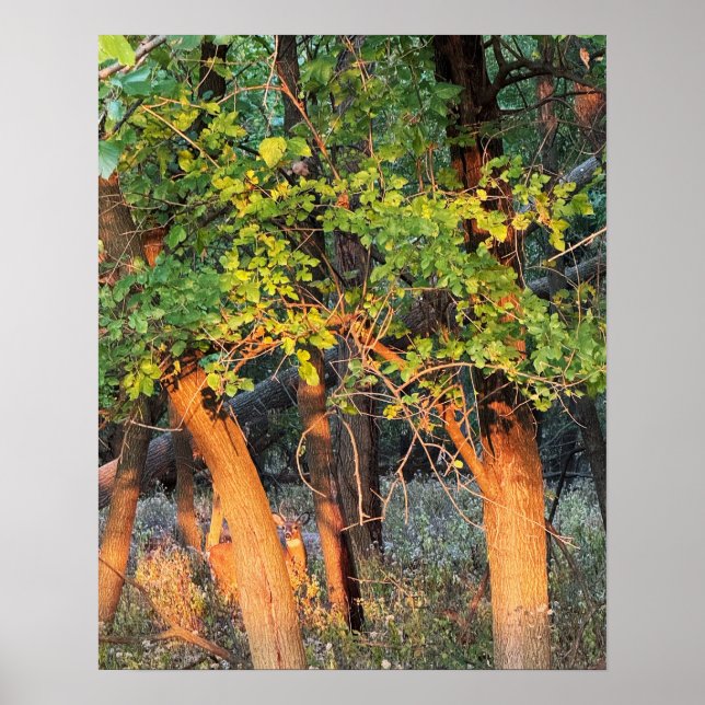 Deer Hiding in Trees Poster (Front)