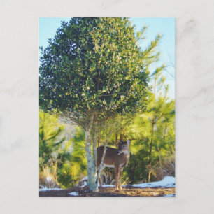 Deer & Holly berry tree in snow Postcard