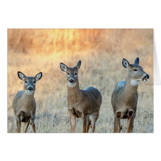 Deer in a field (Front Horizontal)