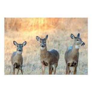 Deer in a field photo print