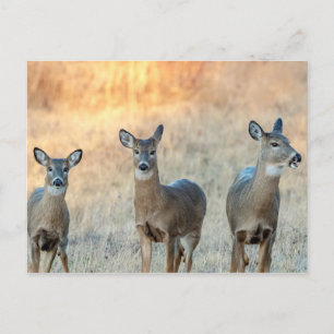 Deer in a field postcard