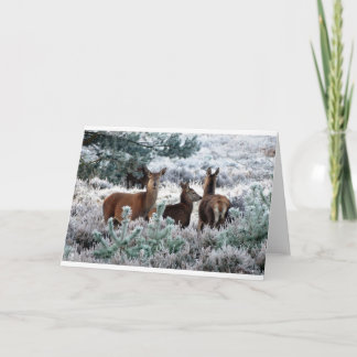 Deer in a winter scene holiday card