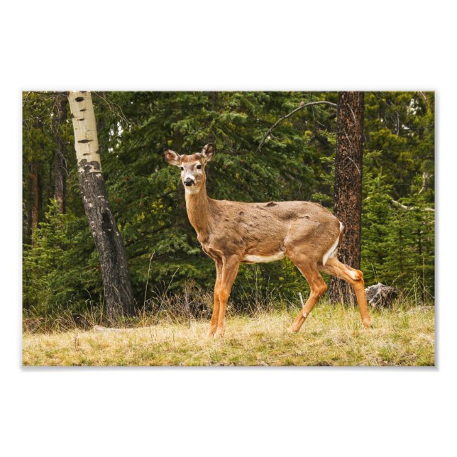 Deer in Alberta Canada Photo Print (Front)