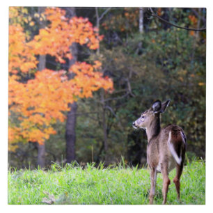 Deer in an Autumn Field II Ceramic Tile
