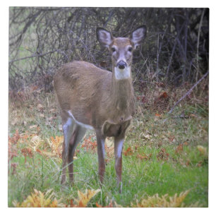 Deer in an Autumn Field IV Ceramic Tile