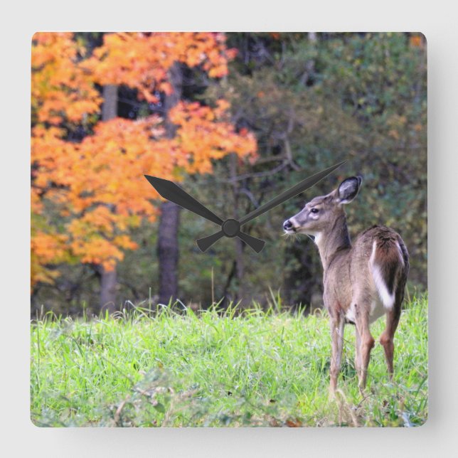 Deer In an Autumn Field Square Wall Clock (Front)