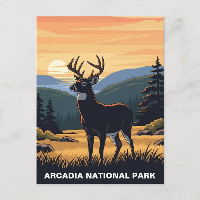 Deer in Arcadia National Park Postcard (Front)