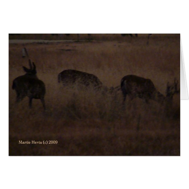 Deer in Dry Grass (2a) - Customisable (Front Horizontal)