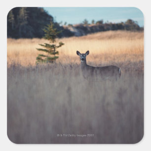 Deer in field of tall grass square sticker