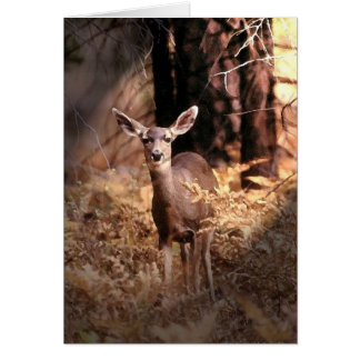 Deer in Forest