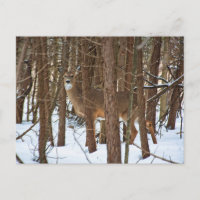 Deer in Forest During Winter