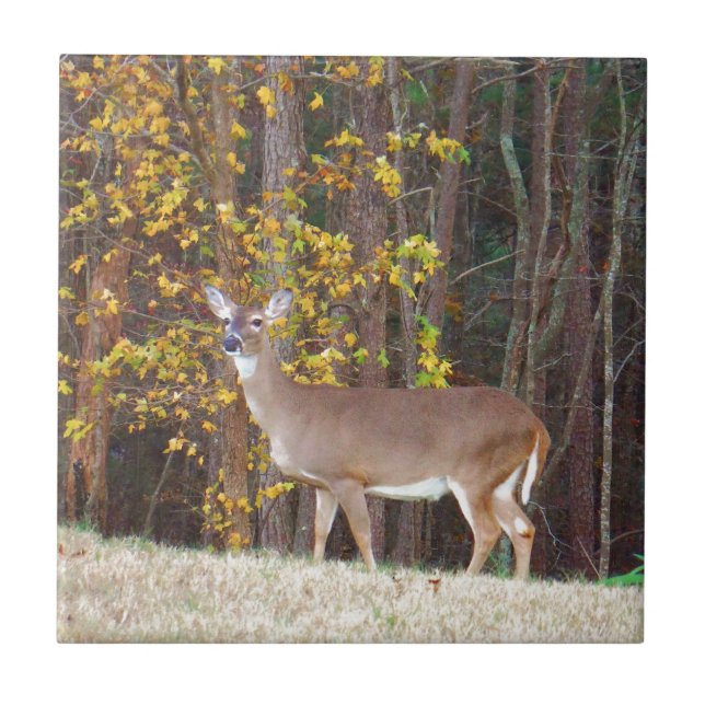 Deer in Front of Yellow Autumn Tree Ceramic Tile (Front)