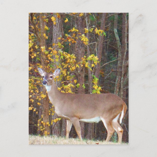 Deer in Front of Yellow Autumn Tree Postcard (Front)