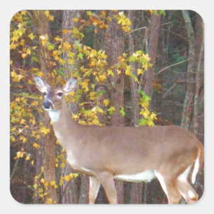 Deer in Front of Yellow Autumn Tree Square Sticker