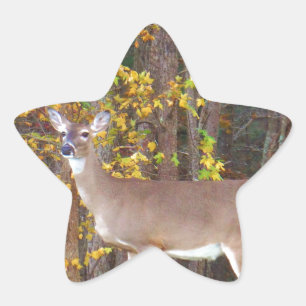 Deer in Front of Yellow Autumn Tree Star Sticker