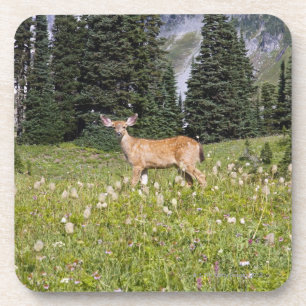Deer in Paradise Park Coaster