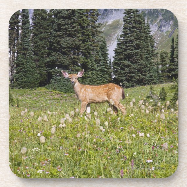 Deer in Paradise Park Coaster (Front)