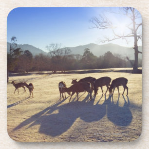 Deer in park in Nara, Nara Prefecture, Japan Coaster