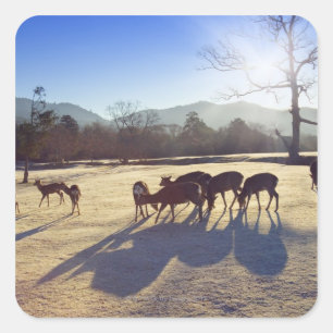 Deer in park in Nara, Nara Prefecture, Japan Square Sticker