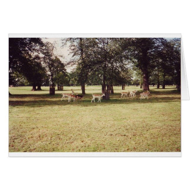 Deer in Richmond Park (Front Horizontal)