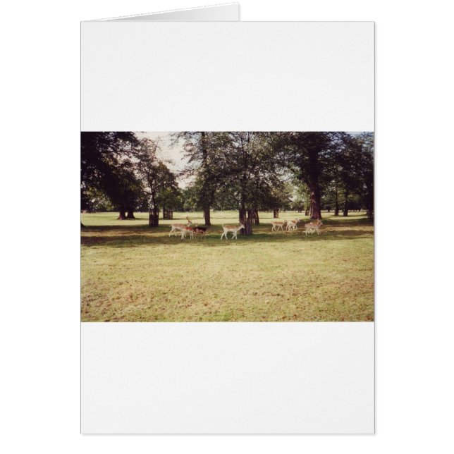 Deer in Richmond Park (Front)