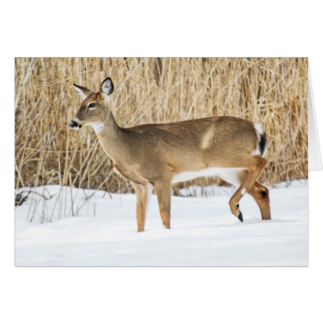 Deer in snow (Front Horizontal)