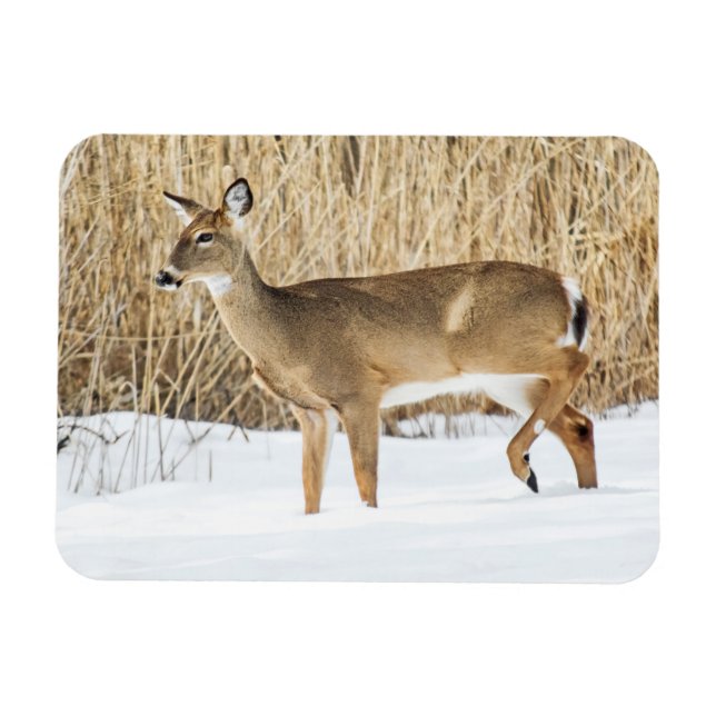 Deer in snow magnet (Horizontal)