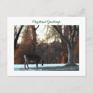 Deer in Snow Photo Postcard