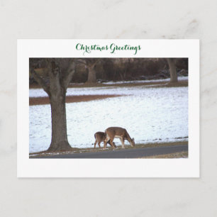 Deer in Snow Photo Postcard