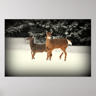 Deer in Snow Poster