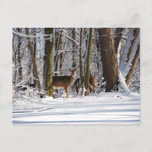 Deer in Snowy Eagle Creek City Park Holiday Postcard