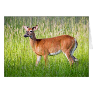 Deer In Tall Grass