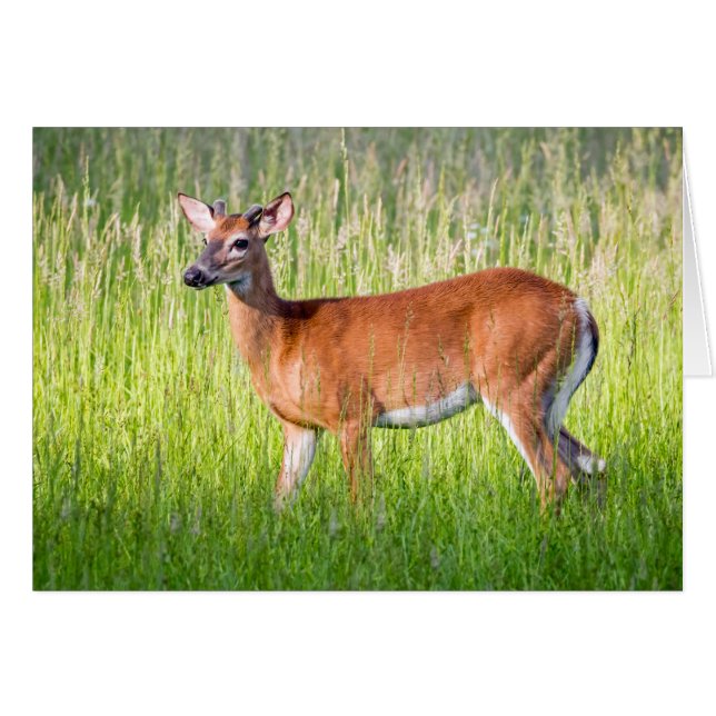 Deer In Tall Grass (Front Horizontal)