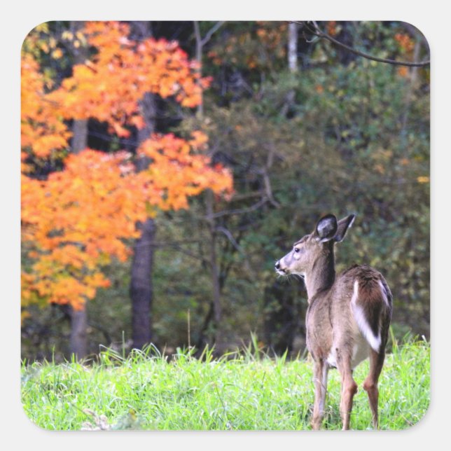Deer in the Autumn Field Square Sticker (Front)
