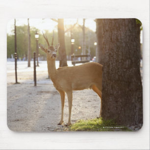 Deer in the city mouse pad