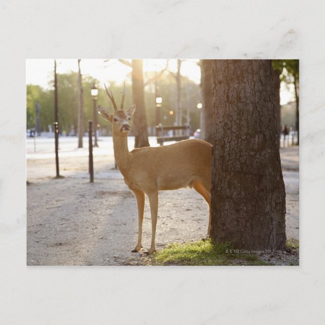 Deer in the city postcard (Front)