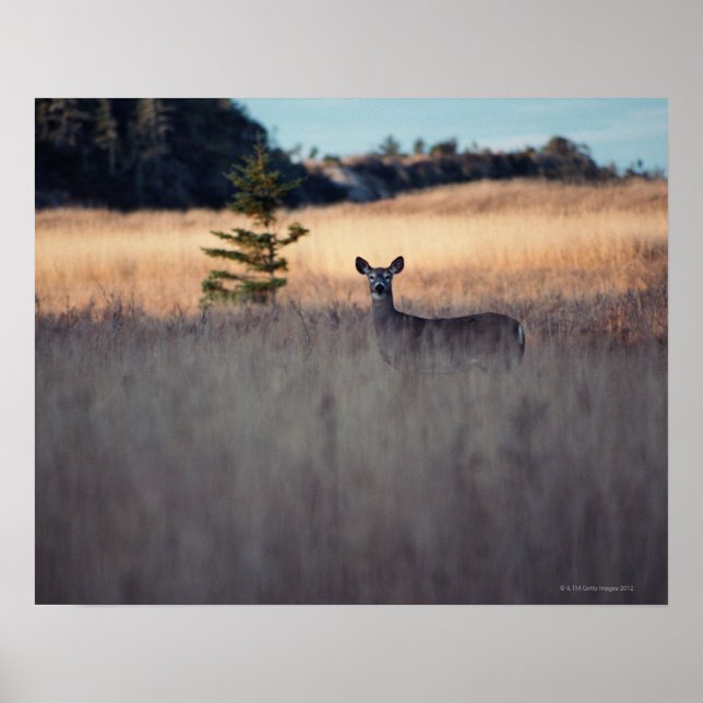 Deer in the Field Poster (Front)