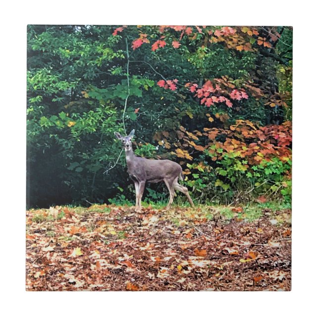 Deer in the Forest, Oregon Ceramic Tile (Front)