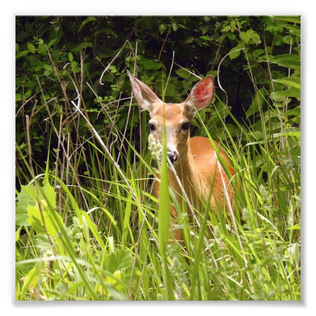 Deer in the Grass Photo Print (Front)