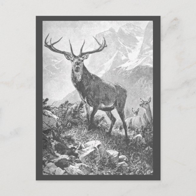 Deer in the High Mountains Postcard (Front)