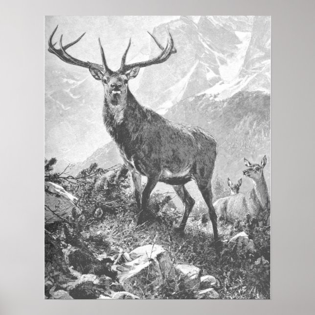 Deer in the High Mountains Poster (Front)