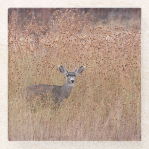 Deer in the meadow glass coaster