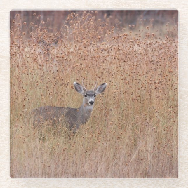 Deer in the meadow glass coaster (Front)