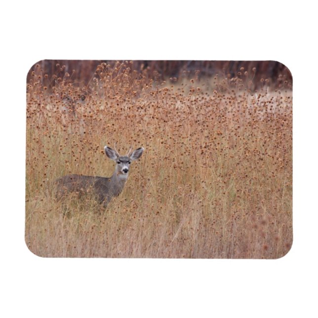 Deer in the meadow magnet (Horizontal)